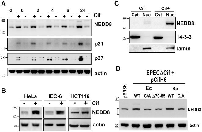 https://cdn.ncbi.nlm.nih.gov/pmc/blobs/e638/2947998/64edd2bd4766/ppat.1001128.g004.jpg