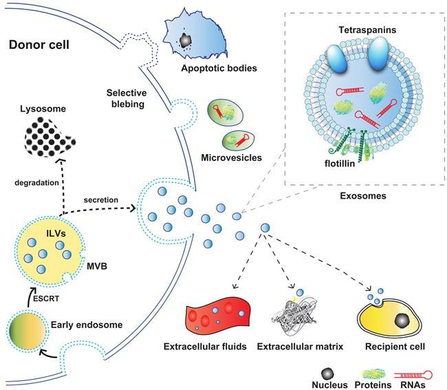 https://cdn.ncbi.nlm.nih.gov/pmc/blobs/e63b/5421963/1298b8484431/oncotarget-08-25700-g001.jpg