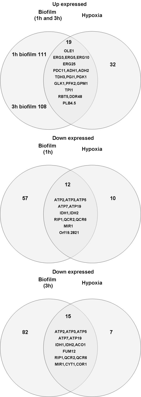 https://cdn.ncbi.nlm.nih.gov/pmc/blobs/e63d/2647545/08d09b61f310/1471-2180-9-25-9.jpg