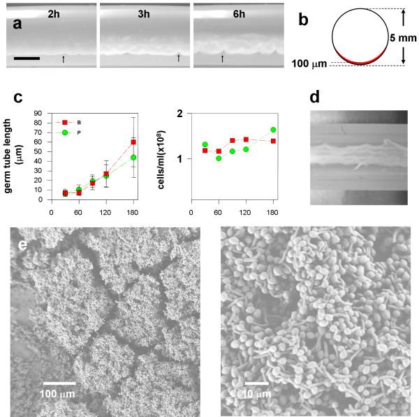 https://cdn.ncbi.nlm.nih.gov/pmc/blobs/e63d/2647545/947a0b0ed3cc/1471-2180-9-25-2.jpg