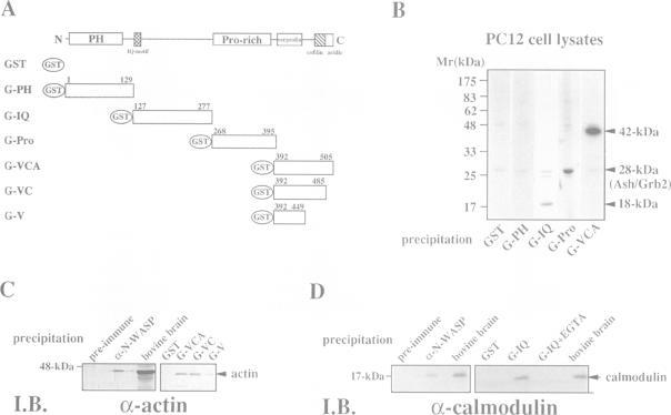 https://cdn.ncbi.nlm.nih.gov/pmc/blobs/e63f/452276/7900d1b1bf0a/emboj00019-0210-a.jpg