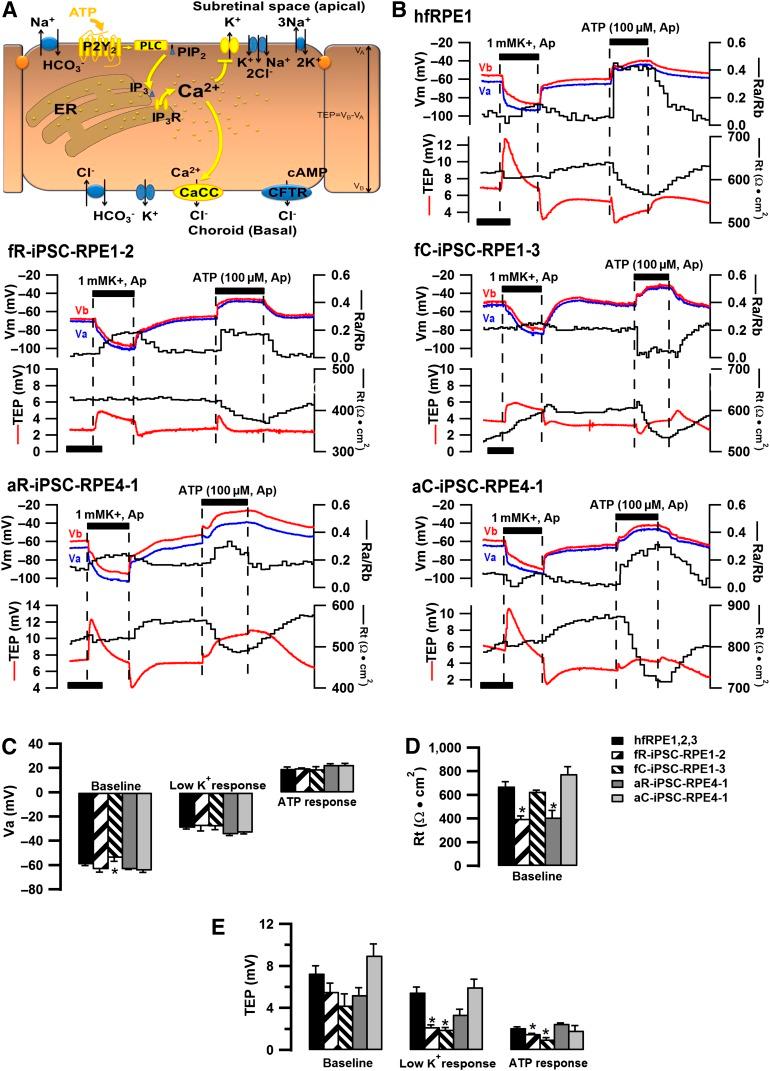 https://cdn.ncbi.nlm.nih.gov/pmc/blobs/e63f/5070511/cd83cdf703d1/sctm_20160037_f3.jpg