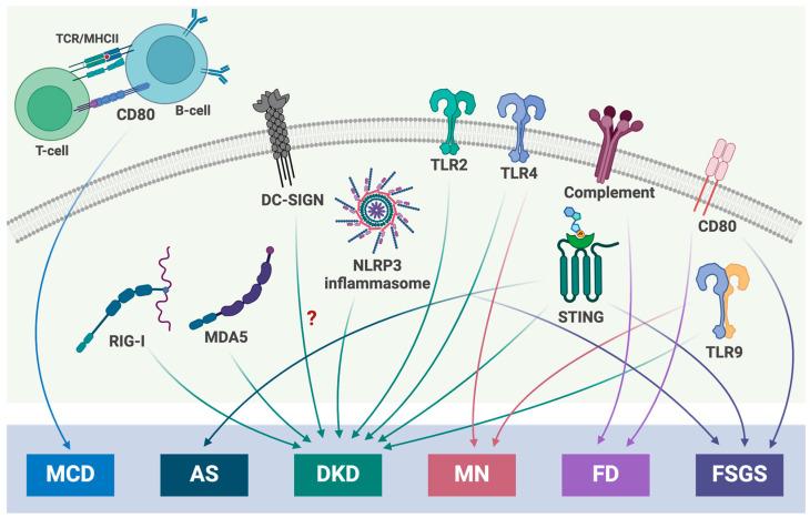 https://cdn.ncbi.nlm.nih.gov/pmc/blobs/e640/11240682/291629a6b192/cells-13-01157-g001.jpg