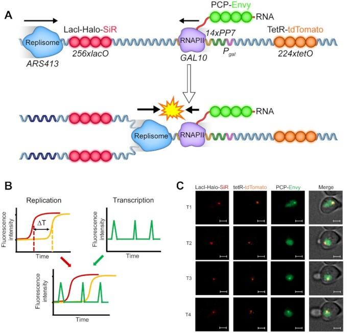 https://cdn.ncbi.nlm.nih.gov/pmc/blobs/e643/8887460/1a3cb2829e30/gkac069fig1.jpg