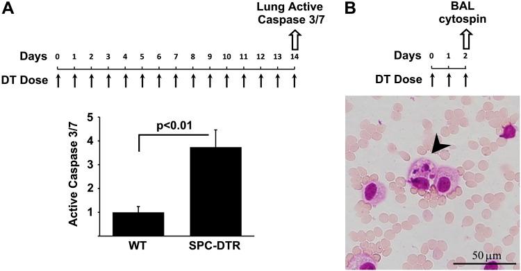https://cdn.ncbi.nlm.nih.gov/pmc/blobs/e649/6193049/04df6538ba17/41419_2018_1074_Fig1_HTML.jpg