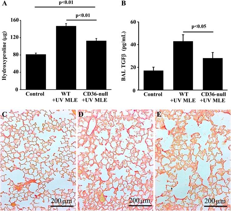 https://cdn.ncbi.nlm.nih.gov/pmc/blobs/e649/6193049/b3799b256735/41419_2018_1074_Fig7_HTML.jpg