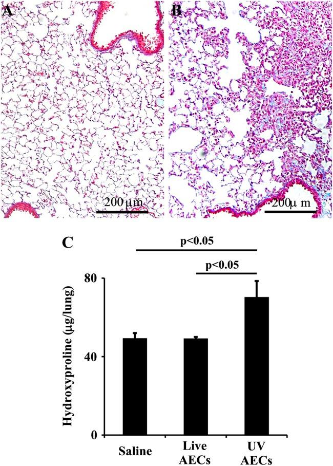 https://cdn.ncbi.nlm.nih.gov/pmc/blobs/e649/6193049/cb6b352e2732/41419_2018_1074_Fig4_HTML.jpg