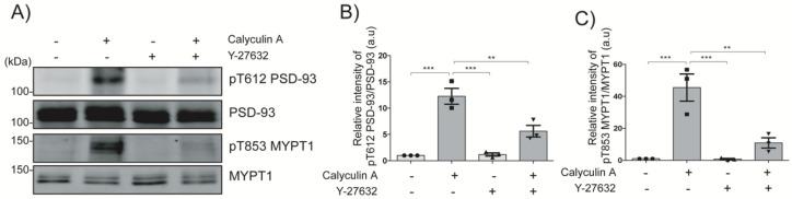 https://cdn.ncbi.nlm.nih.gov/pmc/blobs/e64b/9820267/13c4f0669b94/ijms-24-00404-g002.jpg
