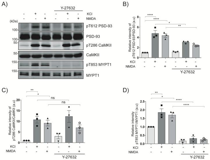 https://cdn.ncbi.nlm.nih.gov/pmc/blobs/e64b/9820267/4e8cdd414828/ijms-24-00404-g003.jpg