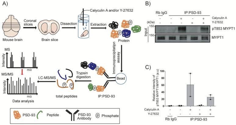 https://cdn.ncbi.nlm.nih.gov/pmc/blobs/e64b/9820267/9b5bfa75cdd2/ijms-24-00404-g004.jpg