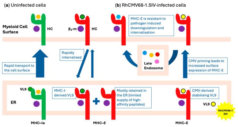 https://cdn.ncbi.nlm.nih.gov/pmc/blobs/e64e/11769474/e1121d3226a1/vaccines-13-00072-g001.jpg