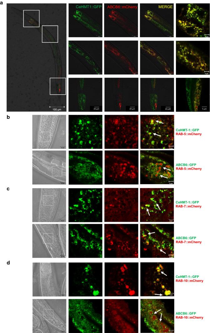 https://cdn.ncbi.nlm.nih.gov/pmc/blobs/e64f/11105533/88d87459cc49/18_2019_3105_Fig3_HTML.jpg
