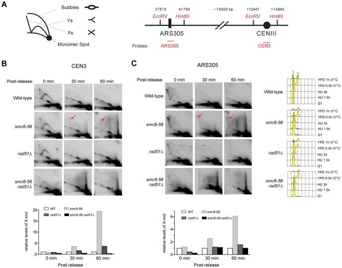 https://cdn.ncbi.nlm.nih.gov/pmc/blobs/e64f/3527468/3a2554748650/pone.0051540.g001.jpg