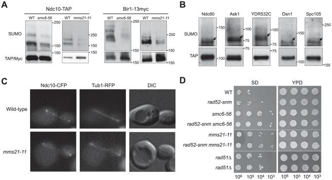 https://cdn.ncbi.nlm.nih.gov/pmc/blobs/e64f/3527468/d9eb2043e3fe/pone.0051540.g004.jpg