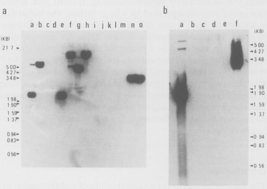https://cdn.ncbi.nlm.nih.gov/pmc/blobs/e64f/554728/f7ee65d6bf78/emboj00279-0117-a.jpg