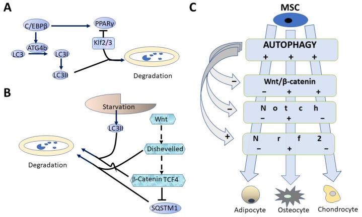 https://cdn.ncbi.nlm.nih.gov/pmc/blobs/e64f/8467641/48e9d0064fd7/biomedicines-09-01178-g002.jpg