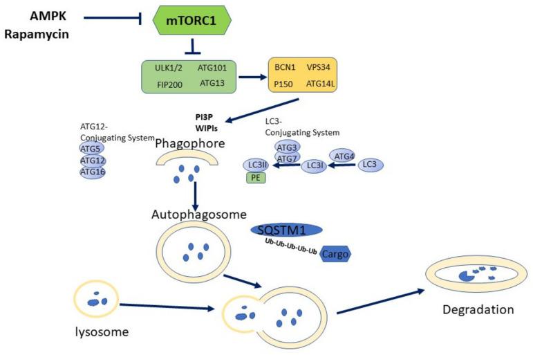 https://cdn.ncbi.nlm.nih.gov/pmc/blobs/e64f/8467641/c7ffe0af9e90/biomedicines-09-01178-g001.jpg