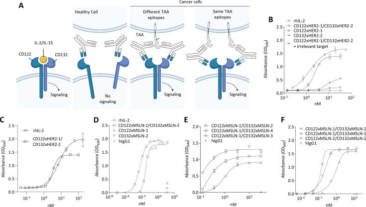 https://cdn.ncbi.nlm.nih.gov/pmc/blobs/e654/11938229/1f71e6160ea4/jitc-13-3-g001.jpg