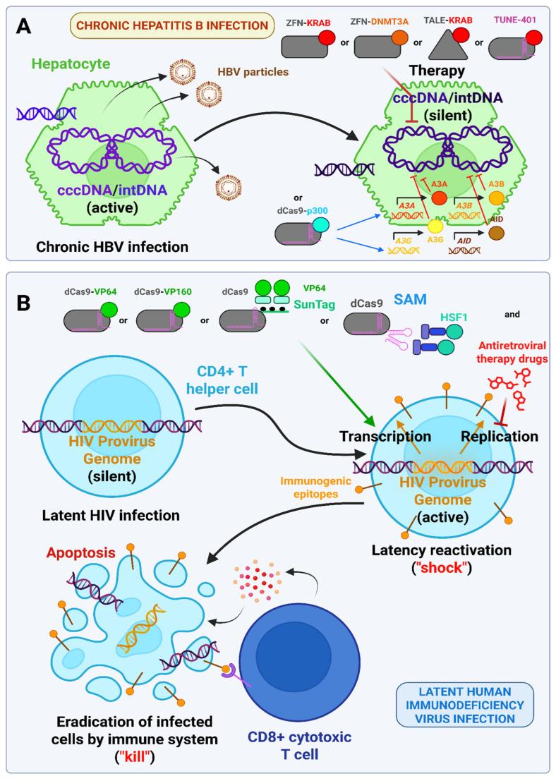 https://cdn.ncbi.nlm.nih.gov/pmc/blobs/e658/12250444/14a0ce3af0e0/ijms-26-06371-g012.jpg