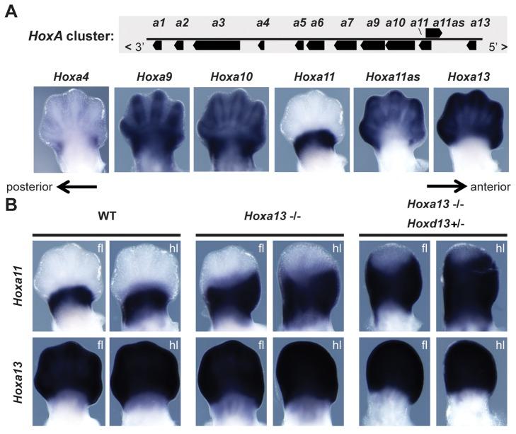 https://cdn.ncbi.nlm.nih.gov/pmc/blobs/e658/3897358/8f0950207391/pbio.1001773.g002.jpg