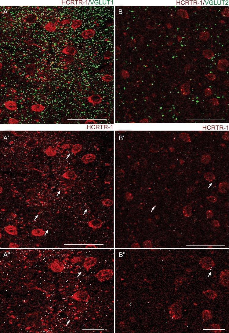 https://cdn.ncbi.nlm.nih.gov/pmc/blobs/e658/4397574/20f5393e63e7/bht32610.jpg