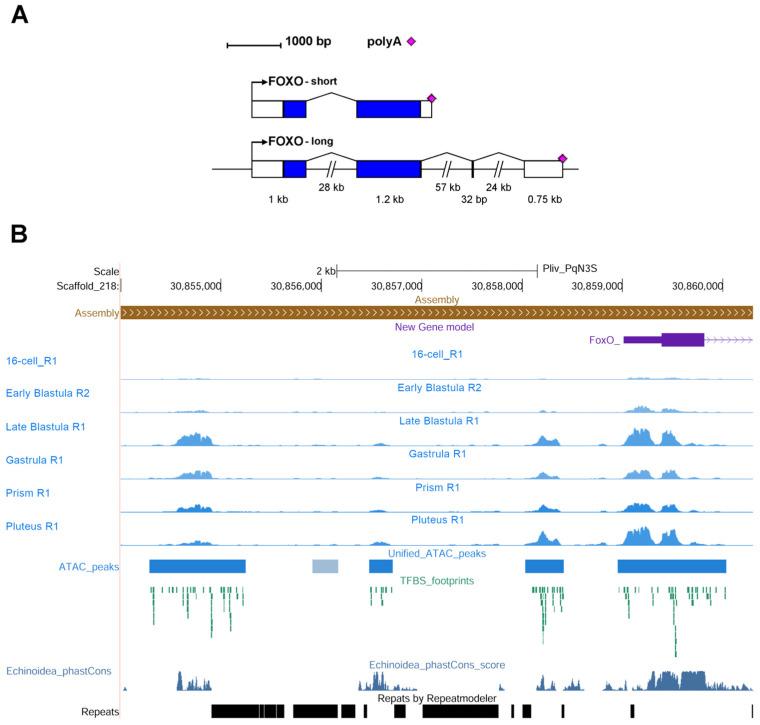 https://cdn.ncbi.nlm.nih.gov/pmc/blobs/e65c/11353378/3e0df3faf48f/genes-15-01078-g001.jpg