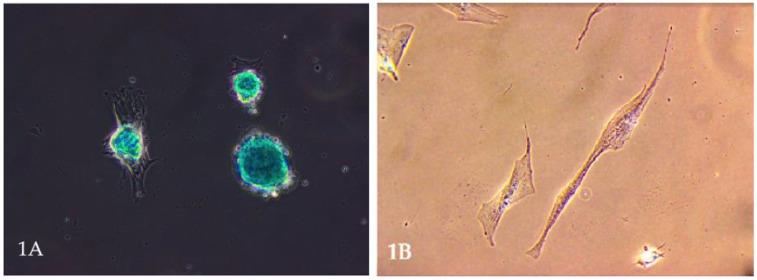 https://cdn.ncbi.nlm.nih.gov/pmc/blobs/e65e/12024326/eef0635dce35/animals-15-01175-g001.jpg