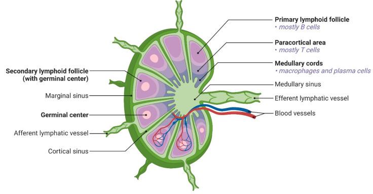 https://cdn.ncbi.nlm.nih.gov/pmc/blobs/e65f/10394815/9472aaa6e2c8/12951_2023_1990_Fig1_HTML.jpg