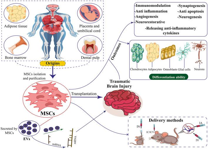 https://cdn.ncbi.nlm.nih.gov/pmc/blobs/e660/11835705/883fecaf7828/fneur-16-1472679-g0001.jpg