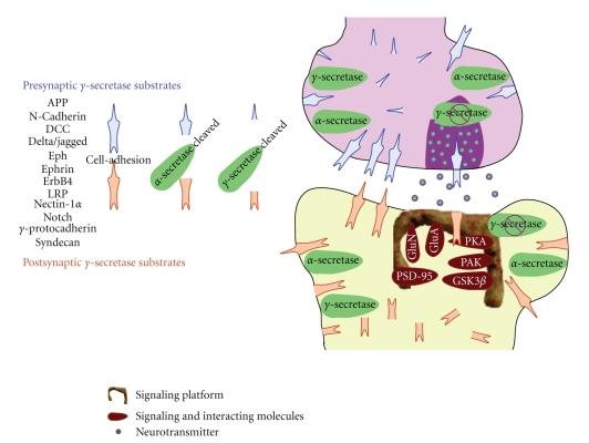 https://cdn.ncbi.nlm.nih.gov/pmc/blobs/e666/2925324/a9c912de9824/IJAD2010-825918.001.jpg