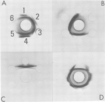 https://cdn.ncbi.nlm.nih.gov/pmc/blobs/e666/422237/751f4d3cadec/iai00204-0228-a.jpg