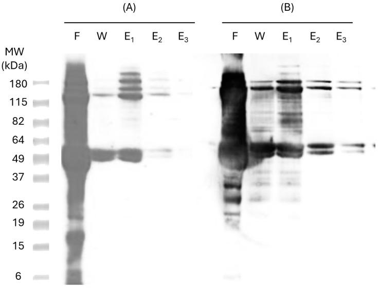 https://cdn.ncbi.nlm.nih.gov/pmc/blobs/e668/11768296/007e2093229d/pharmaceutics-17-00132-g003.jpg