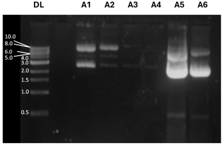 https://cdn.ncbi.nlm.nih.gov/pmc/blobs/e668/11768296/b14df9917d0a/pharmaceutics-17-00132-g004.jpg
