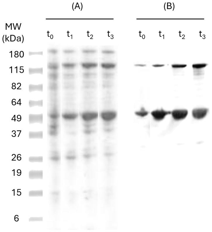 https://cdn.ncbi.nlm.nih.gov/pmc/blobs/e668/11768296/f4587d58f86f/pharmaceutics-17-00132-g002.jpg