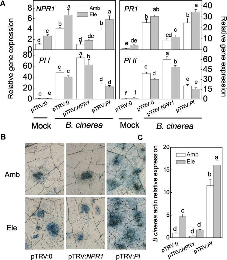 https://cdn.ncbi.nlm.nih.gov/pmc/blobs/e669/4378629/cbc49046bfbb/exbotj_eru538_f0009.jpg