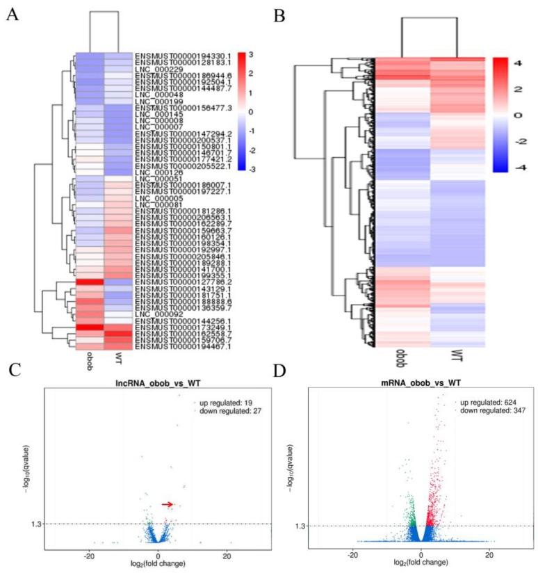 https://cdn.ncbi.nlm.nih.gov/pmc/blobs/e66e/6562744/60a41a4778af/cells-08-00477-g002.jpg