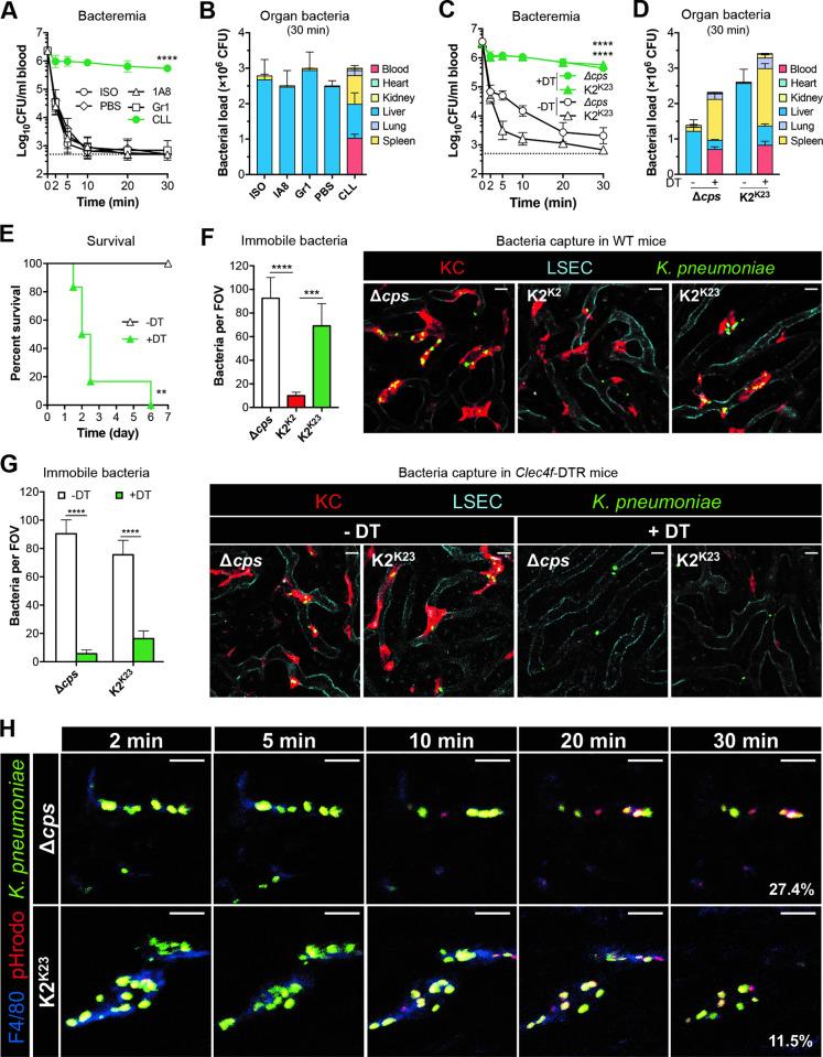https://cdn.ncbi.nlm.nih.gov/pmc/blobs/e66f/9342791/3f32e40f97d1/ppat.1010693.g005.jpg