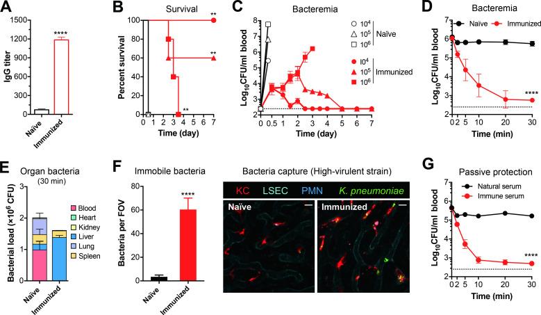 https://cdn.ncbi.nlm.nih.gov/pmc/blobs/e66f/9342791/47cd4823d0fc/ppat.1010693.g008.jpg