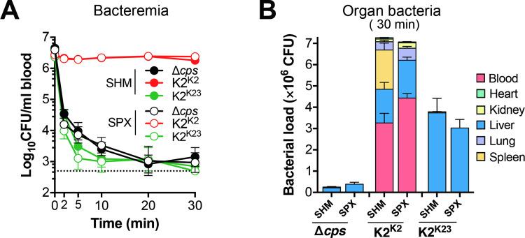 https://cdn.ncbi.nlm.nih.gov/pmc/blobs/e66f/9342791/d932fbd51df7/ppat.1010693.g004.jpg