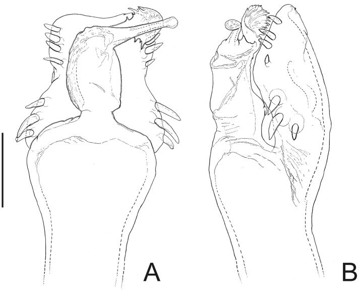 https://cdn.ncbi.nlm.nih.gov/pmc/blobs/e671/3368255/0c0d077bcec8/ZooKeys-198-025-g017.jpg