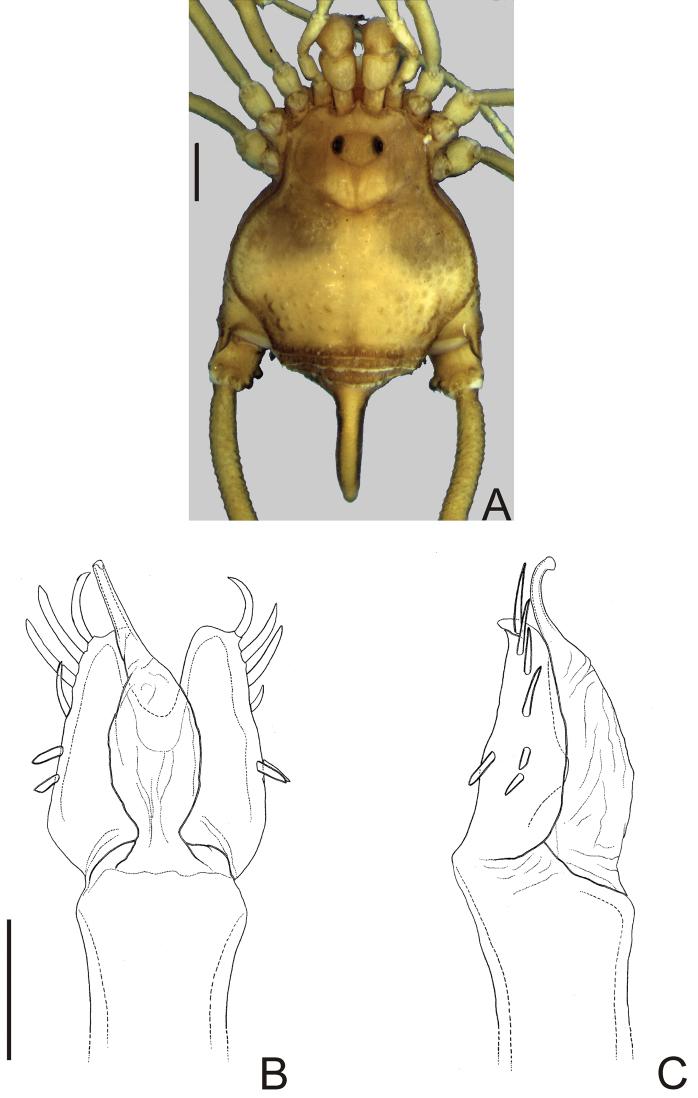 https://cdn.ncbi.nlm.nih.gov/pmc/blobs/e671/3368255/192bfcfe11c7/ZooKeys-198-025-g004.jpg