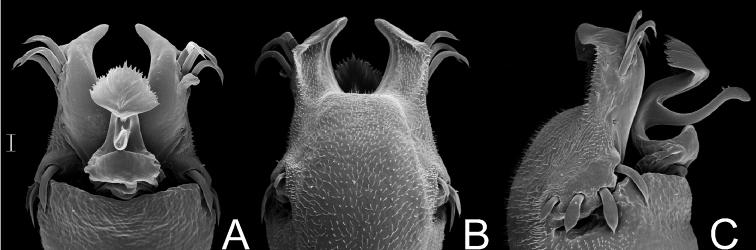 https://cdn.ncbi.nlm.nih.gov/pmc/blobs/e671/3368255/418c169ac4a9/ZooKeys-198-025-g007.jpg
