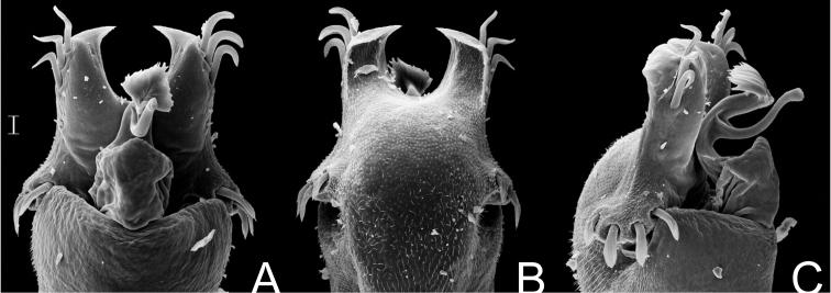 https://cdn.ncbi.nlm.nih.gov/pmc/blobs/e671/3368255/ae77500d3671/ZooKeys-198-025-g011.jpg