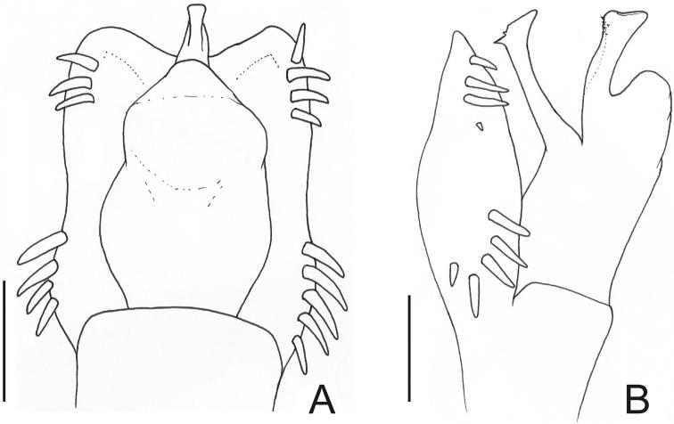 https://cdn.ncbi.nlm.nih.gov/pmc/blobs/e671/3368255/c896847d0f9d/ZooKeys-198-025-g019.jpg