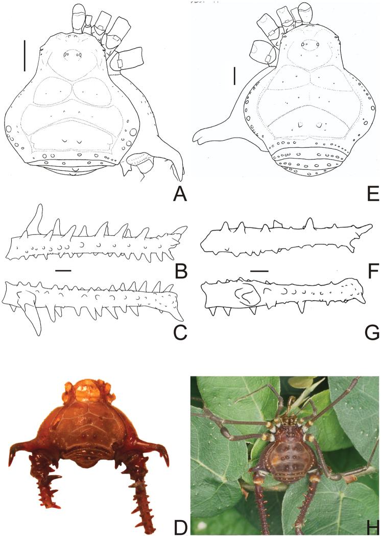 https://cdn.ncbi.nlm.nih.gov/pmc/blobs/e671/3368255/eda4cb129ee8/ZooKeys-198-025-g006.jpg