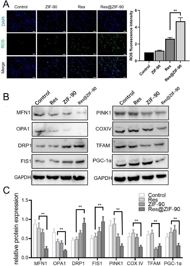 https://cdn.ncbi.nlm.nih.gov/pmc/blobs/e673/11582778/f74caf67dca5/gr4.jpg