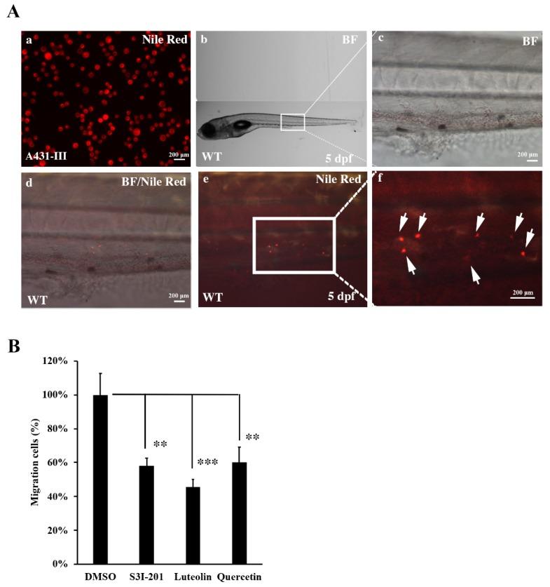 https://cdn.ncbi.nlm.nih.gov/pmc/blobs/e674/6912538/59f3f305689d/antioxidants-08-00557-g007.jpg