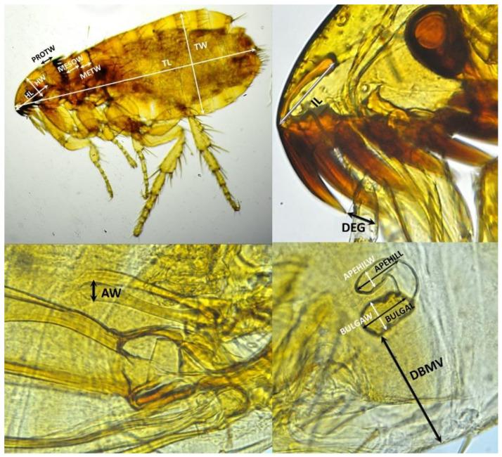 https://cdn.ncbi.nlm.nih.gov/pmc/blobs/e674/9409166/286be1223a2b/insects-13-00707-g001.jpg