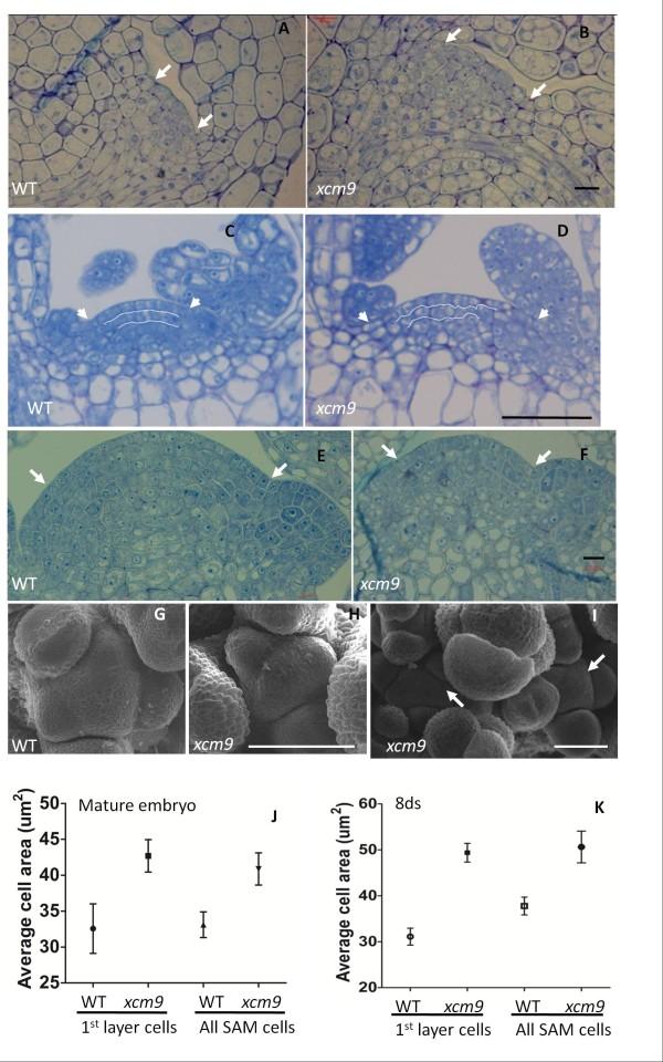 https://cdn.ncbi.nlm.nih.gov/pmc/blobs/e679/3534500/8d1a79351bee/1471-2229-12-135-2.jpg
