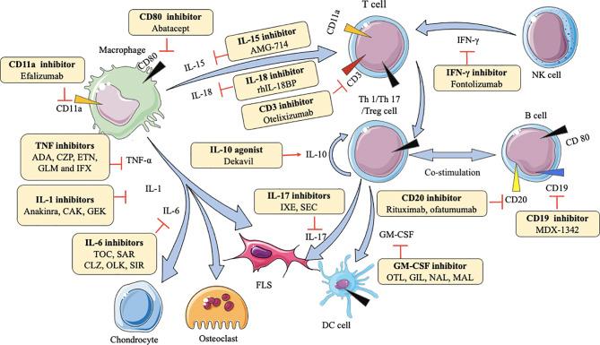 https://cdn.ncbi.nlm.nih.gov/pmc/blobs/e67b/8299711/46cdb7ac1236/fimmu-12-686155-g001.jpg